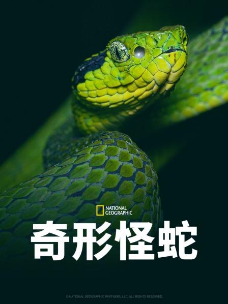 99精品视频《奇形怪蛇》免费在线观看